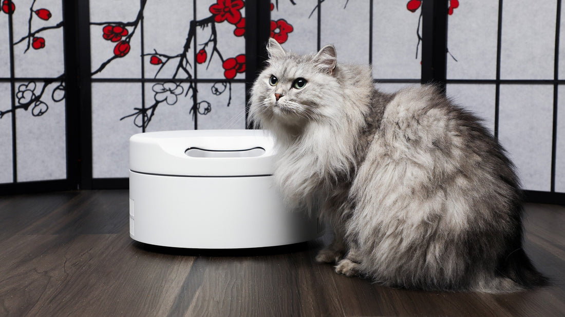 Cat Feeder
