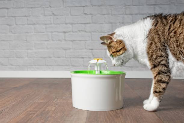 How to use cat water fountain