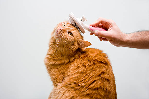 CAT COMB